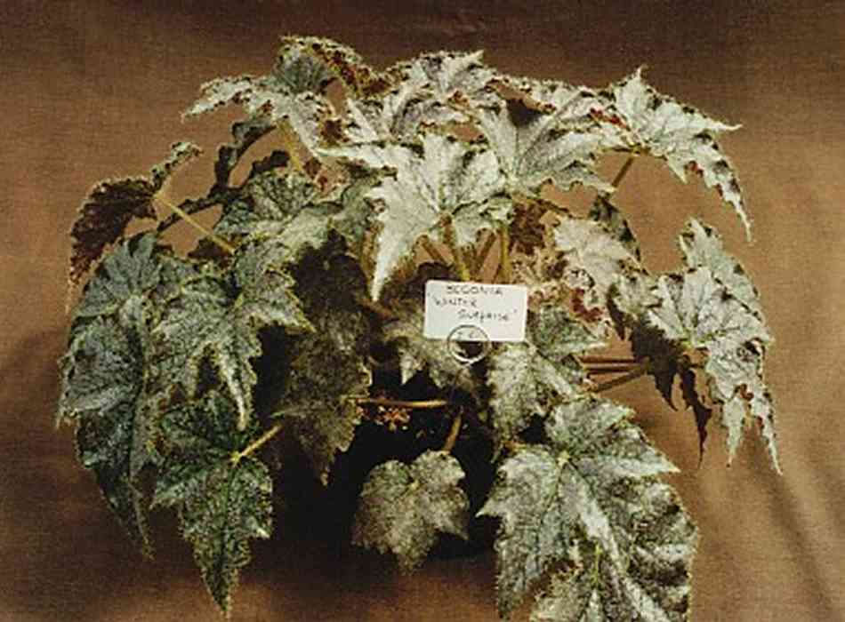 B. ‘Winter Surprise’